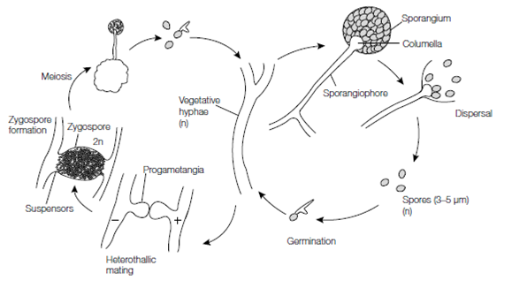 Reproduction In The Zygomycota Reproduction In Fungi Assignment Help